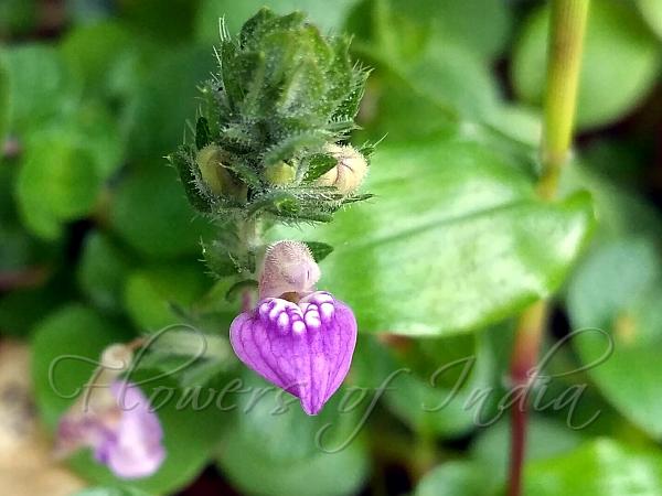 Roundleaf Marsh Carpet